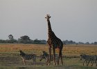 Giraffe by Kristian